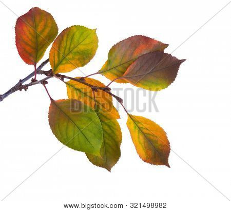 Cherry branch with colorful  autumn leaves isolated on white background. Prunus cerasus