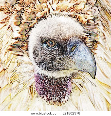 Close Up Of A Large Brown Cape Vulture