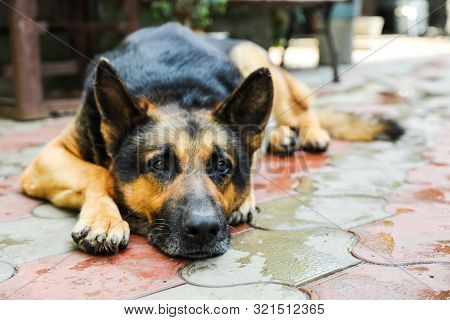 A Dog A German Shepherd With Sad Eyes Lies In The Yard. Portrait Of An Adult Dog