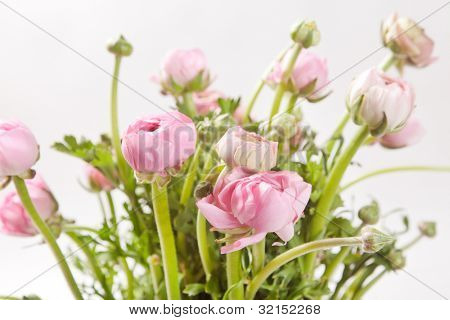 Ranuncolo rosa