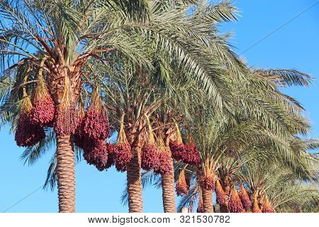 Ripe Fruits Of Date Tree Hang On Tree. Dates Hang On Tree. Tropical Fruits