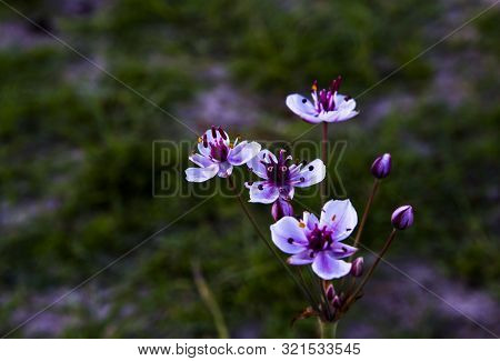 Little Flowers On Grass Background. Bútomus Umbellátus. Butomus