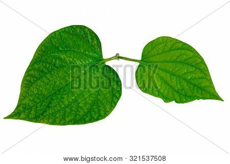 Chaplo Leaves With Isolated On A White Background