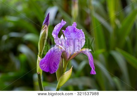 Bright Purple, White, Blue And Violet Blooming Iris Xiphium (bulbous Iris, Sibirica) On Green Leaves