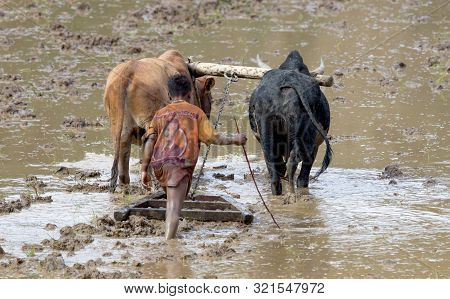 Antsirabe, Madagascar On July 25, 2019 : Malagasy Young Boy Using Zebu For Plowing The Field
