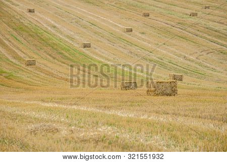 Rectangular Straw Briquettes After Harvesting Wheat On The Field. Lines On The Field Extending Into