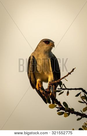 Black-shouldered Kite On Leafy Branch Eyeing Camera