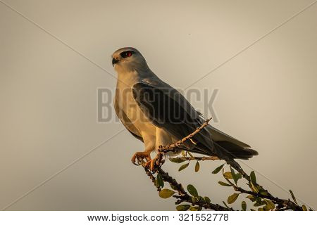 Black-shouldered Kite On Leafy Branch Facing Left