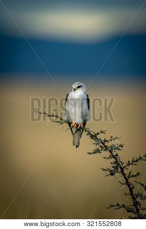 Black-shouldered Kite Perches On Bent Thornbush Branch