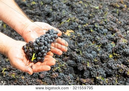 The Grapes Of Pinonoir In The Hand Of The Winemaker Before Processing