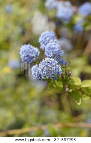 Creeping Blue Blossom - Latin Name - Ceanothus Thyrsiflorus Var. Repens