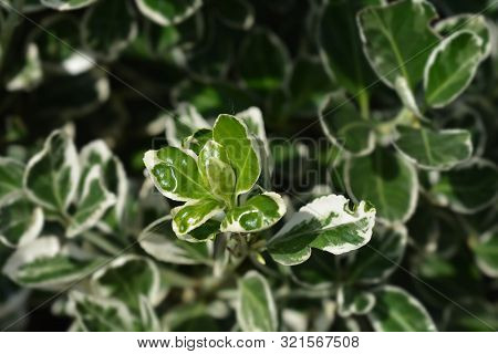 Japanes Spindle Bravo - Latin Name - Euonymus Japonicus Bravo