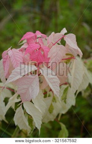 Boxelder Maple Flamingo - Latin Name - Acer Negundo Flamingo
