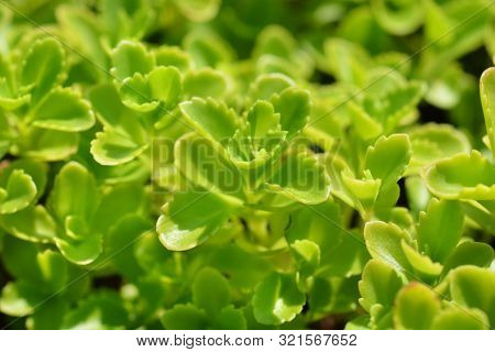 Aizoon Stonecrop Leaves - Latin Name - Sedum Aizoon (phedimus Aizoon)