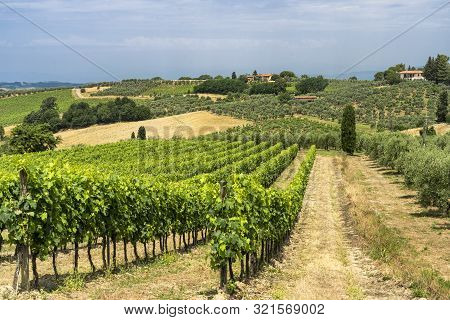 Rural Landscape Along The Road From Certaldo To Gambassi Terme, Florence, Tuscany, Italy, At Summer