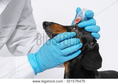 The Doctor Makes Instillation Of The Eyes Of A Dog Breed Dachshund
