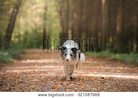 Marble Border Collie Dog In A Beautiful Autumn Park.