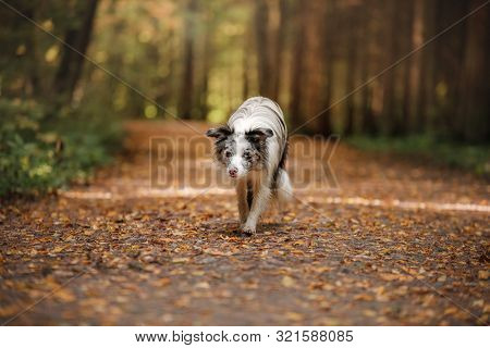 Marble Border Collie Dog In A Beautiful Autumn Park.