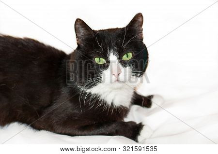 Black Cat On White Bed Sheet. Cute Black Cat With White Face And Pink Nose, Green Eyes On White Back