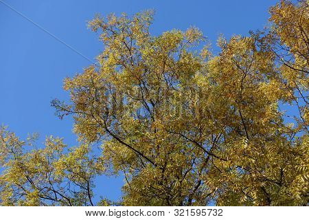 Autumnal Foliage Of Sophora Japonica Against Blue Sky