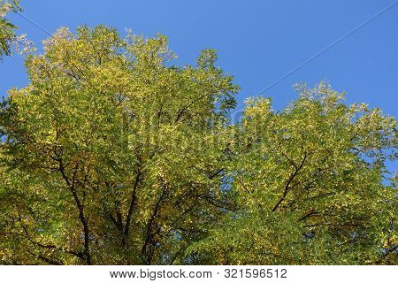 Crown Of Sophora Japonica Against Blue Sky In October