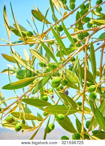 Cluster Of Green Aglandau Olives.