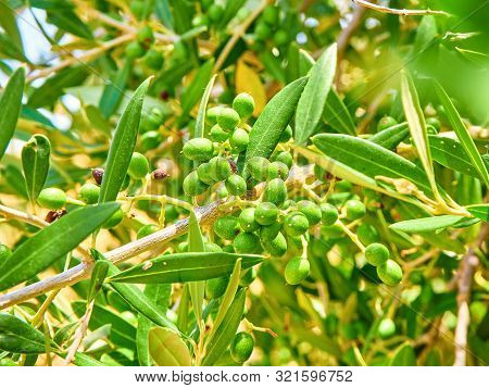 Cluster Of Green Aglandau Olives.