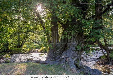 Old Beech Tree Near Flowing  Olt River In Transylvania, Romania At Sunset.