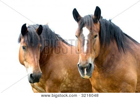 Dois belos cavalos