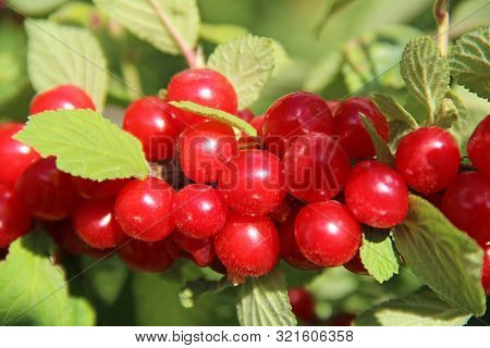 Red Nanking Cherries On A Tree In Nature In The Early Summer. Prunus Tomentosa, Cerasus Tomentosa.