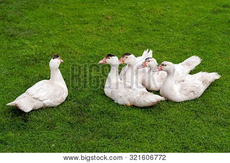 Mulard Duck On Green Grass. Ducks With Cropped Beaks. Debeaking. An Adult Birds Which Has Been Beak-