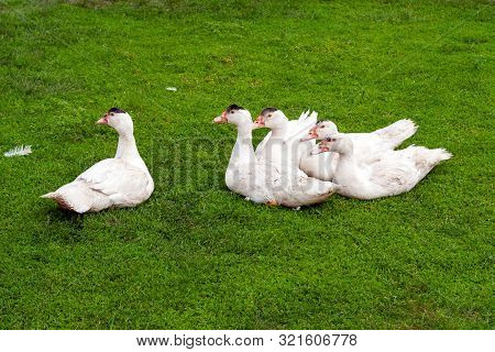 Mulard Duck On Green Grass. Ducks With Cropped Beaks. Debeaking. An Adult Birds Which Has Been Beak-