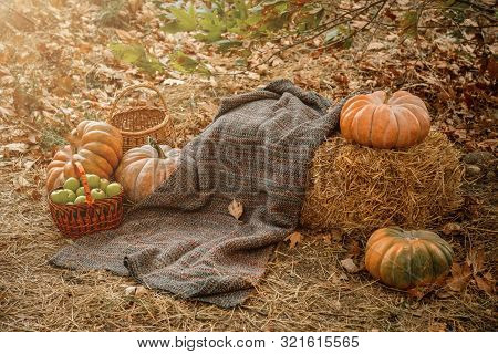 Autumn Composition Of Different Pumpkins On The Straw In The Garden.