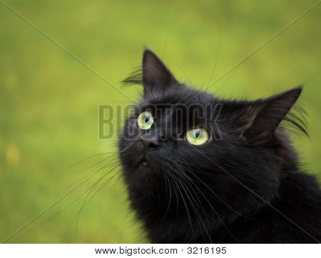 Gato preto com olhos verdes