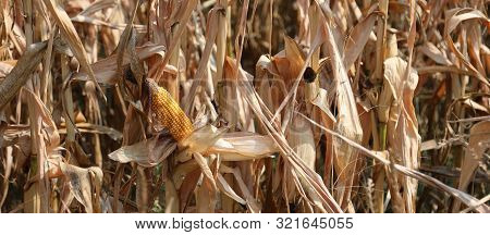 Cultivated Field Of Maize And A Yellow Panicle