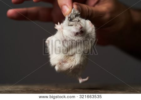 Little Domestic Hamster On Hand. Djungarian Dwarf Hamster