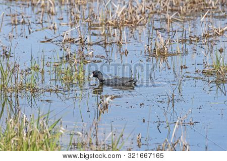 American Coot In A Wetland Pond In Horicon Marsh In Wisconsin