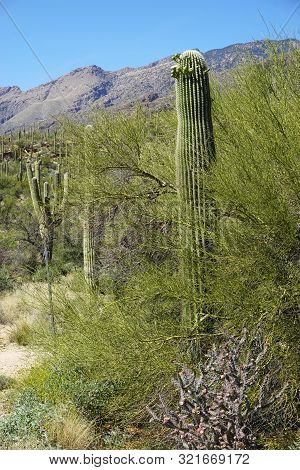 Tall Saguaro Cactus Among Scrubby Desert Brush With Mountain In The Distance And Blue Sky Overhead