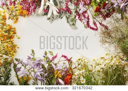 Top View Of Diverse Wildflowers On White Background