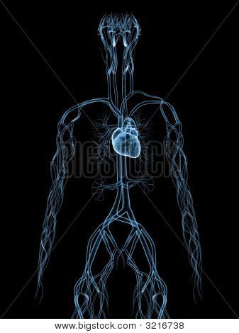 Cardiovasculaire systeem