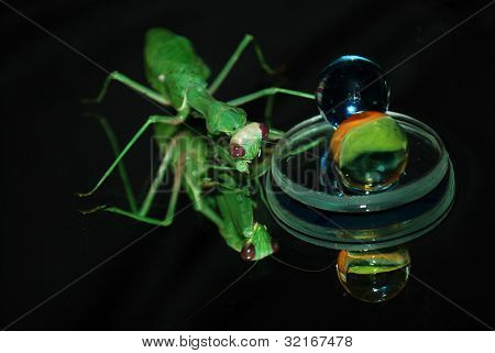 Praying mantis