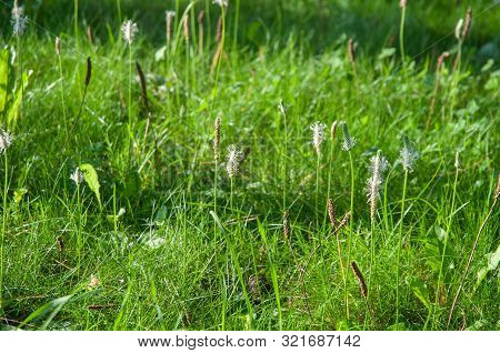 Plantago Lanceolata, The Narrowleaf Or English Plantain, Wildflower And Herbal Medicine Against Coug