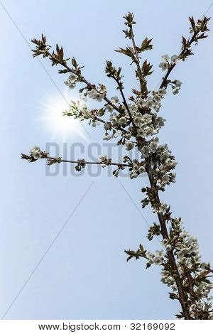 En blommande gren