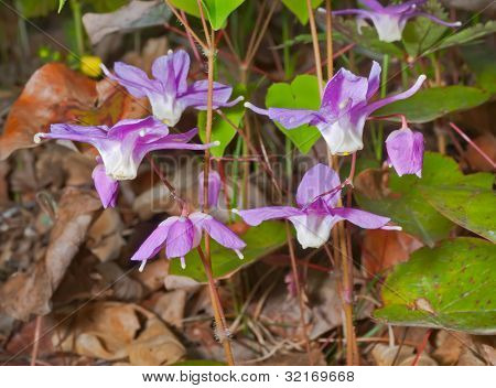 Blomster af Barrebwort