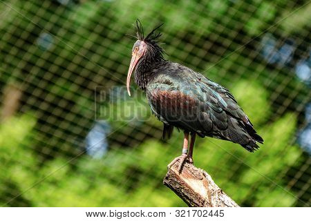 Northern Bald Ibis, Geronticus Eremita In The Zoo
