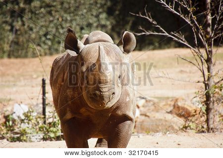 Rhinocerous geradeaus