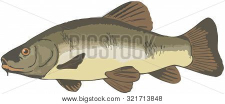 Predatory Fish From Trophyodes Medium Size Freshwater Tinca
