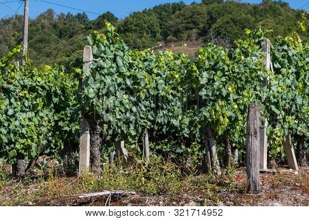 Some Vineyards In Ribera Sacra In Tronceda, Ourense, Galicia, Spain.