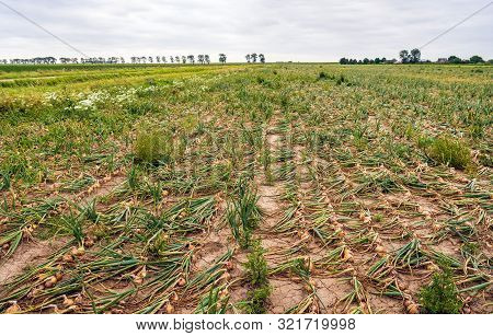Dutch Landscape With A Large Field With Organically Grown Onions In Converging Long Rows Intersperse