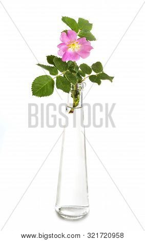 Rosa Acicularis In Front Of White Background